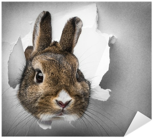 Little Rabbit Looks Through A Hole In Paper Sticker - Paper (400x400), Png Download
