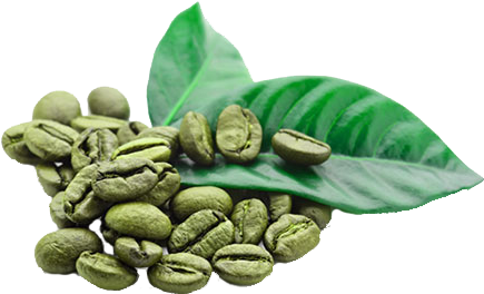 Free Radicals Are Formed Naturally In The Body, But - Green Coffee Beans Png (450x297), Png Download