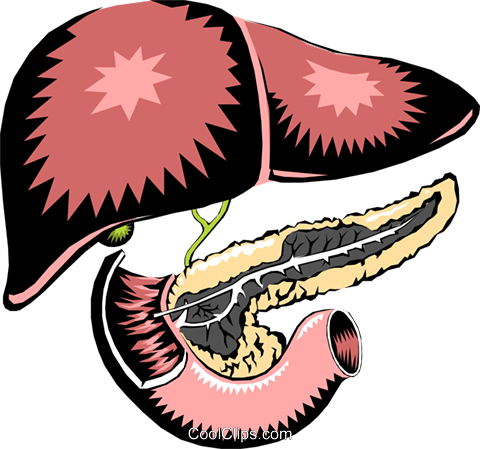 Liver & Pancreas Royalty Free Vector Clip Art Illustration - Does Urea Look Like (480x449), Png Download