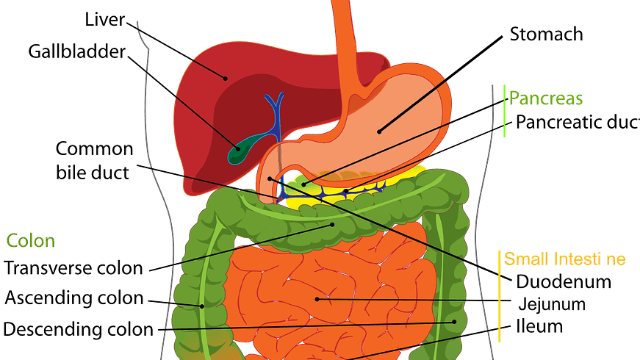 Novel Mechanism That Protects Pancreas From Digestive - Very Common Nonalcoholic Fatty Liver Disease: (640x360), Png Download