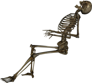 Human Skeleton Sixteen - Skeleton Png (400x300), Png Download