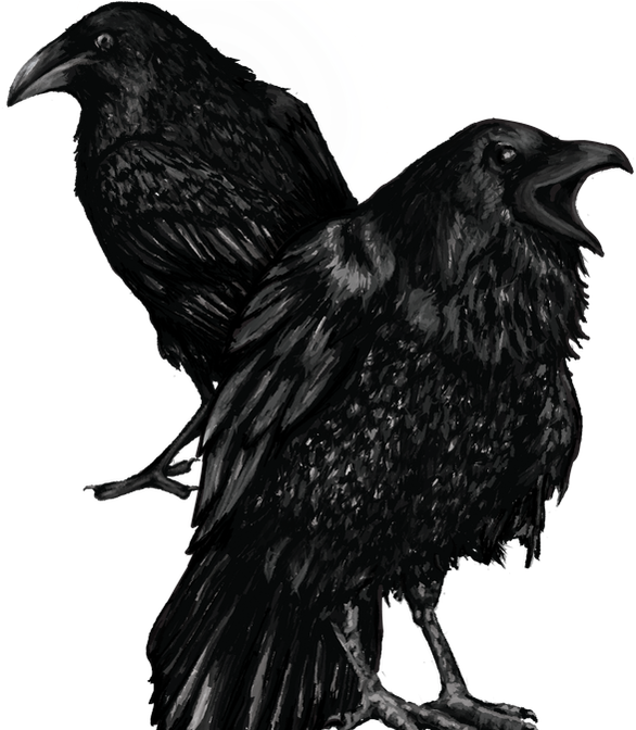 Multimedia Illustration - American Crow (671x671), Png Download