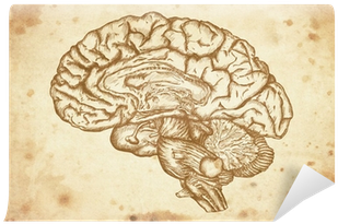 Svg Royalty Free Download Cursory Brain On Paper - Brain Sketch (400x400), Png Download