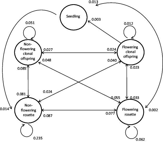 Life-cycle Of Knautia Arvensis Covering Five Stages - Knautia Arvensis (624x544), Png Download