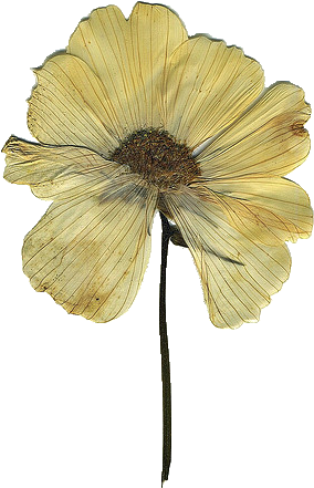 "i Don't Get It - Flower (409x639), Png Download