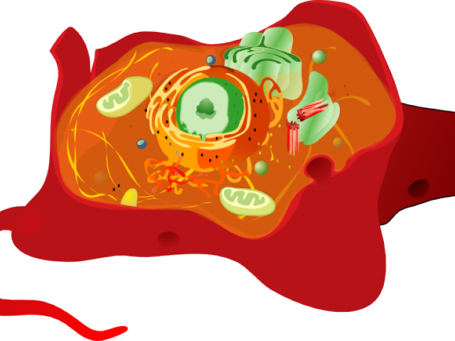 Animal Cell Cliparts - Vacuoles Of Animal Cell (640x480), Png Download