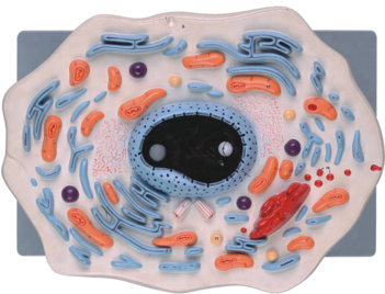 Animal Cell Model For School Teaching - Inflatable (350x350), Png Download