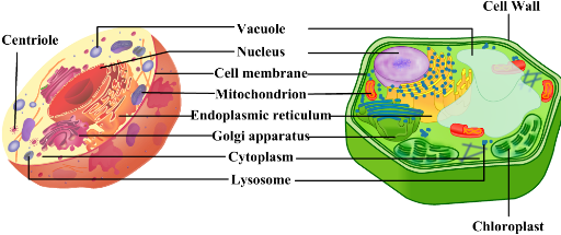 Expert Answer - > - Vacuole Plant And Animal (514x374), Png Download