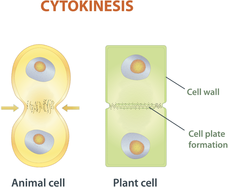Cytokinesis Is The Final Stage Of Eukaryotic Cell Division - Eukaryotic Cytokinesis (800x659), Png Download
