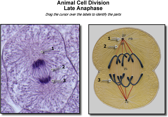 Animal Late Anaphase Image - Late Prophase Animal Cell (600x450), Png Download