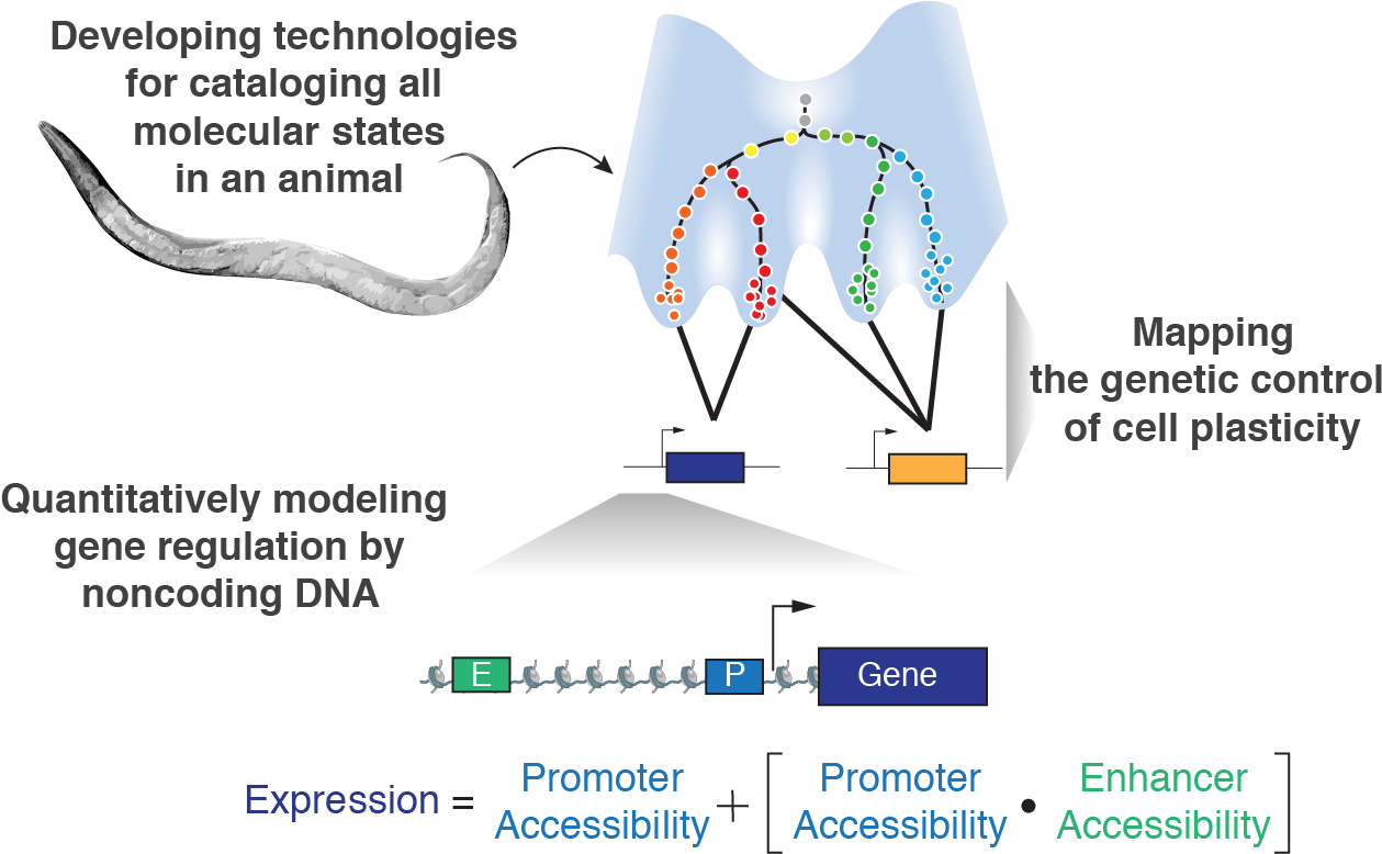 Animal Cell Dna Located Png Animal Cell Dna Located - Diagram (1280x791), Png Download