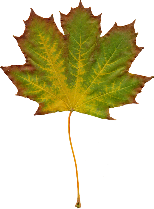 Free Maple Leaf Clipart, Download Free Clip Art, Free - Clipart Liście (532x720), Png Download