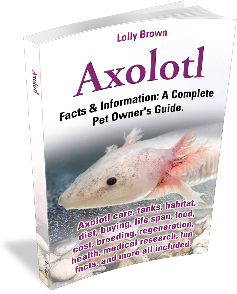 A Complete Pet Owner's Guide - 4 Fun Facts About Axolotls (798x1000), Png Download