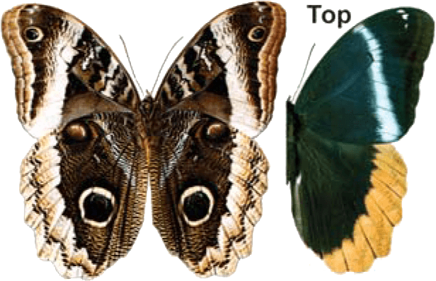 Queen Owl Butterfly - Owl Butterfly Transparent (626x419), Png Download