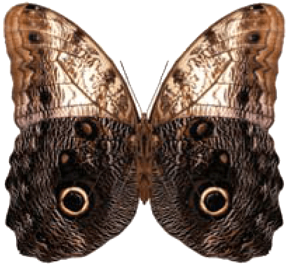 Owl Butterfly - Put-in-bay (426x395), Png Download