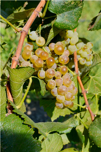 In 2002, Cox Vineyard Passed The Rigorous Ccof Standards - Seedless Fruit (600x600), Png Download