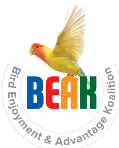 Lovebird (400x300), Png Download