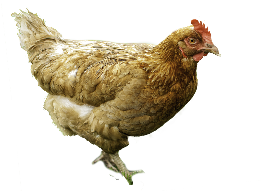 Birds Of A Feather Flock Together - Funny Amharic (640x428), Png Download