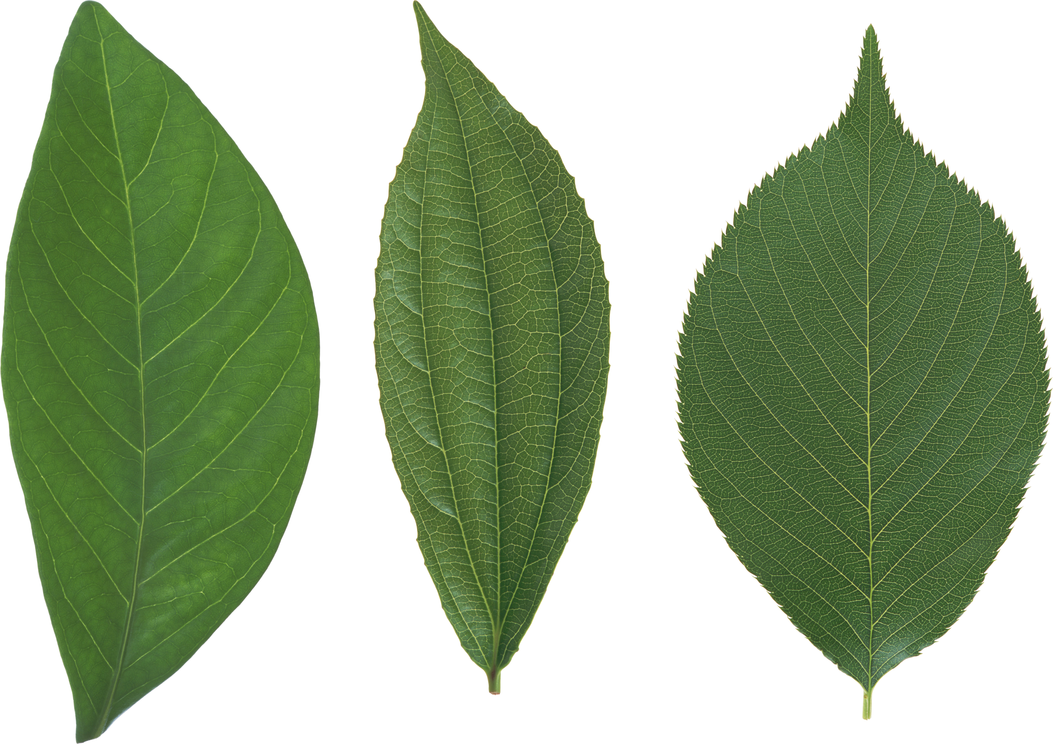 Green Leaf Png - Leaf (3520x2487), Png Download
