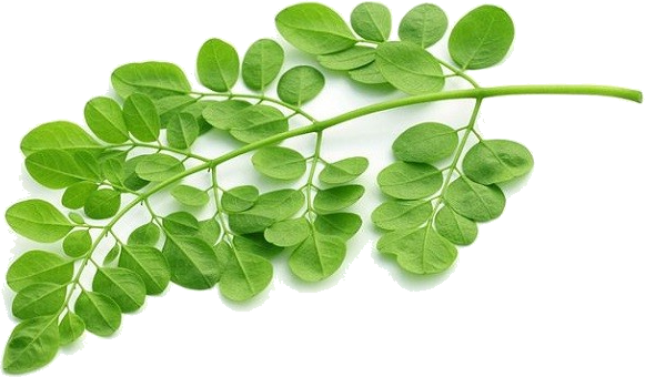 Splendour Seeds Drum Stick-moringa,murangai, Saijan (581x340), Png Download