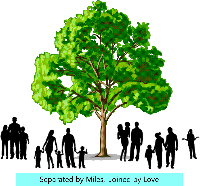 Brown Family Reunion July - Softwood And Hardwood Trees (916x1024), Png Download