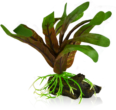 Bettacare Betta Plant Small Cryptocoryne - Aquarium (410x382), Png Download