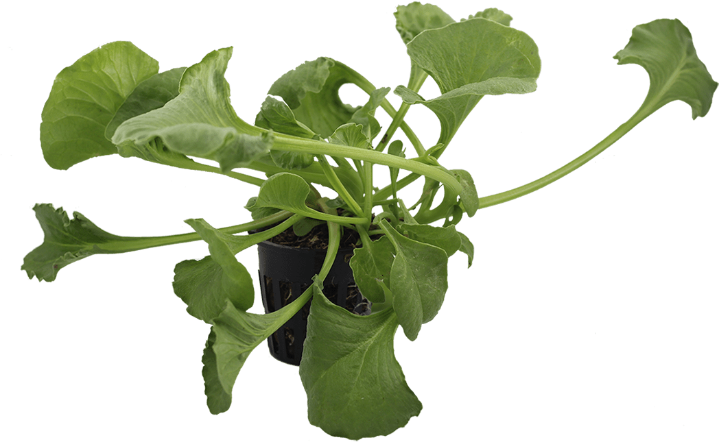 Png Spinach-small - Arugula (1076x716), Png Download