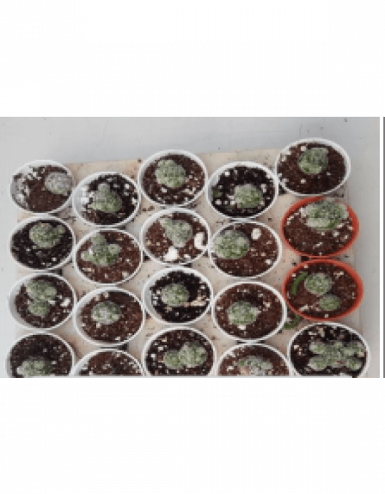 Notocactus Roseoluteus Small Live Succulent Plants - Succulent Plant (540x693), Png Download