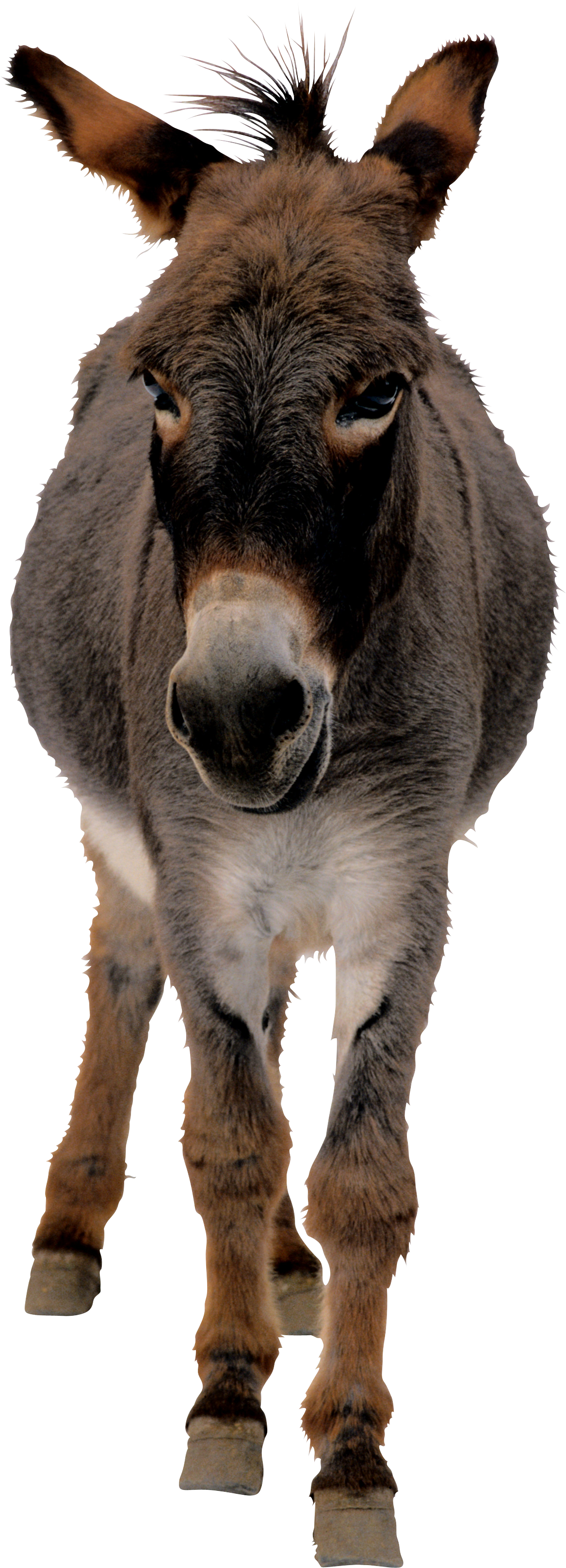 Donkey Png (1167x3232), Png Download