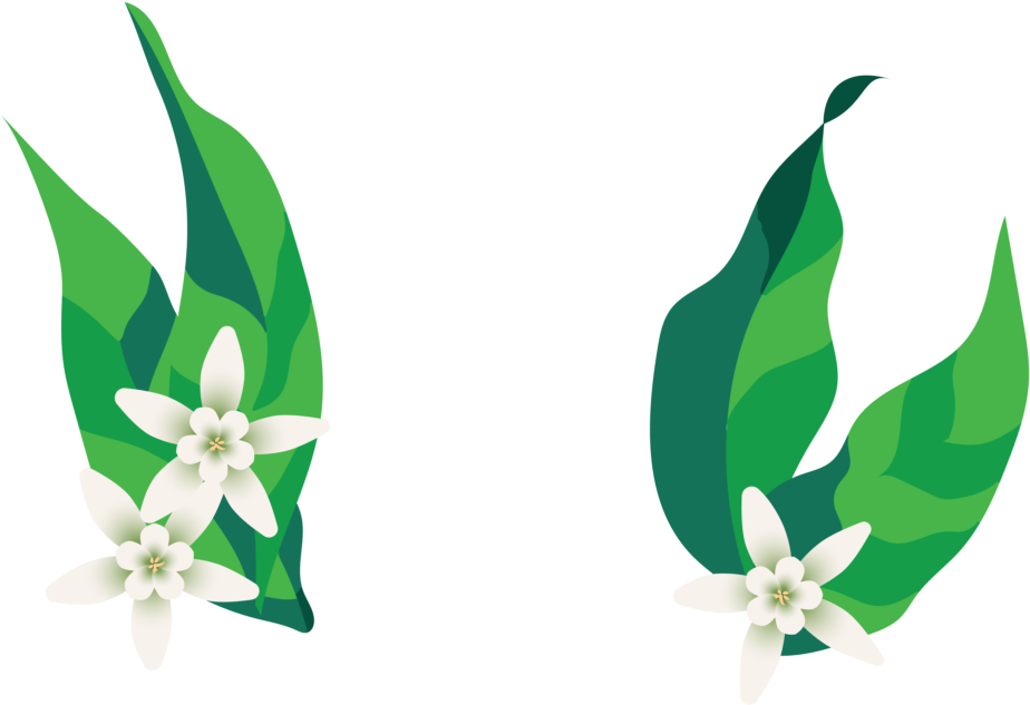 Top Shelf Ethiopia Yachi Kachise - Jasmine (960x960), Png Download