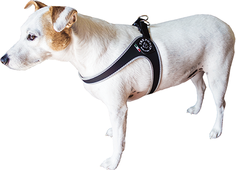 Dog-belt - Treponti Harness (471x341), Png Download
