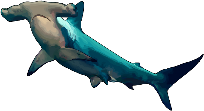 34 Tiburon Martillo - Cuanto Mide El Tiburon Martillo (700x495), Png Download