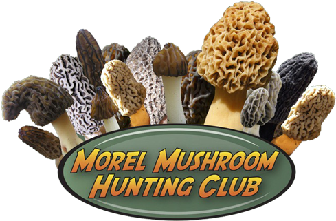 Morel Mushroom Hunting Club Logo - Morel Mushroom Hunting Club (500x323), Png Download