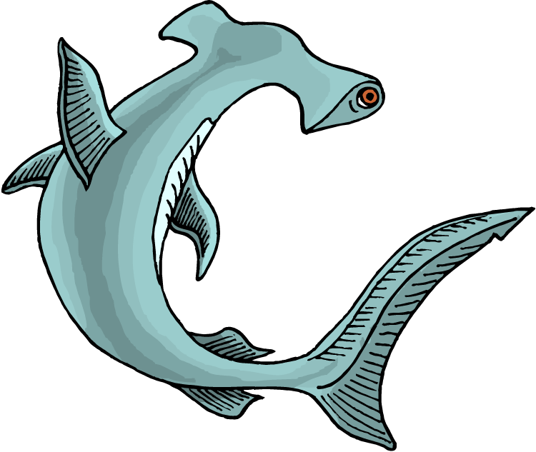 Hammerhead Shark Clipart Outline - Hammer Shark Clip Art (750x633), Png Download