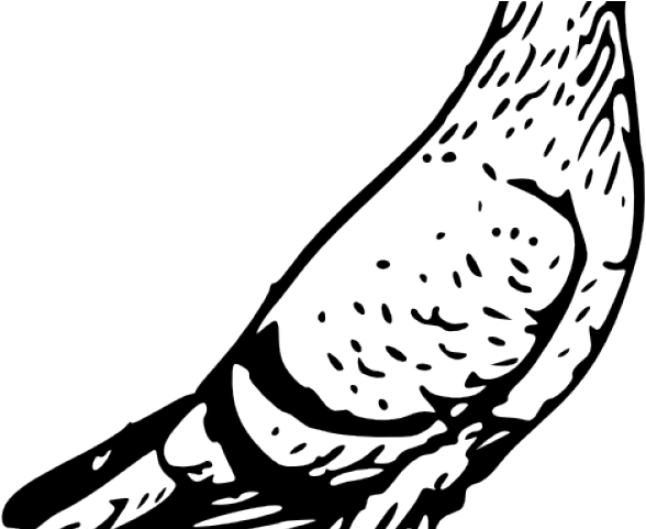 Pigeon Black And White (640x480), Png Download