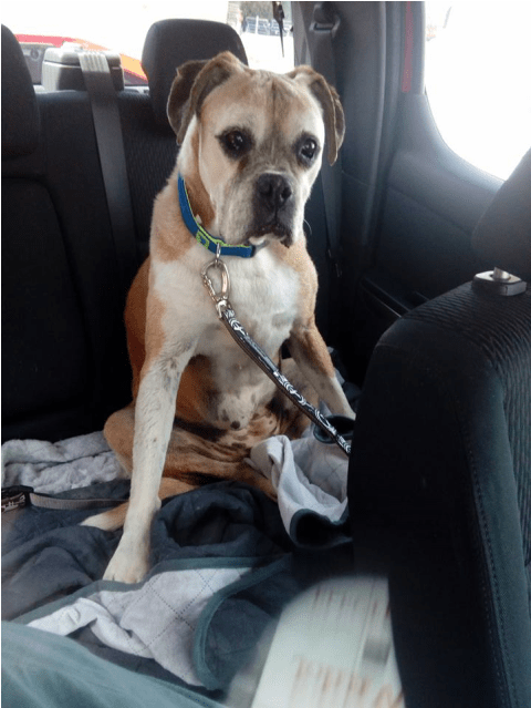 Looking For Love - Boxer (638x638), Png Download