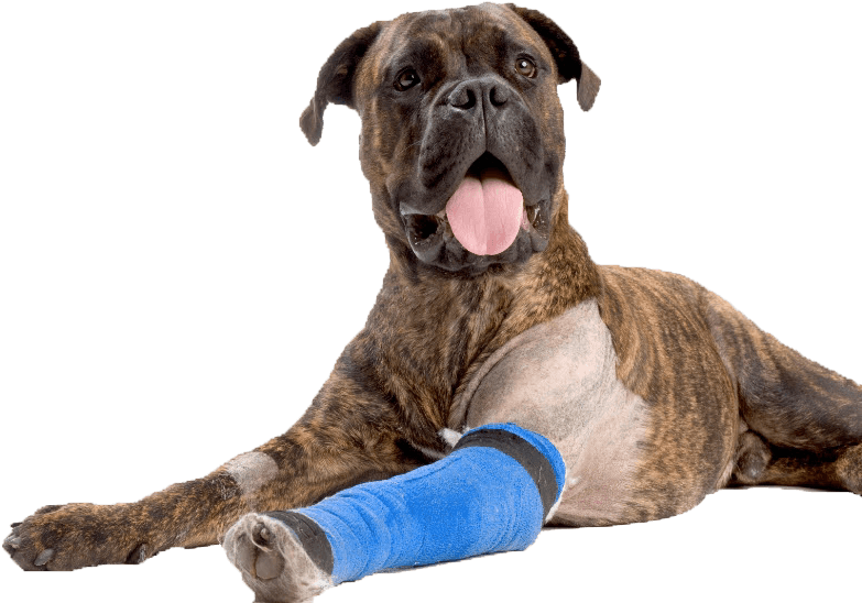 Dog Boxer Asc Bandage Arm852 - Injury Dog (852x568), Png Download