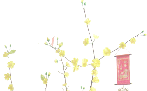 Ochna Integerrima Vietnamese New Year Background - Vietnamese New Year Background (500x300), Png Download