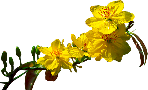 Lễ Mừng Năm Mới - Hoa Mai File Psd (580x354), Png Download