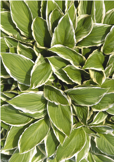 Hostas, 250 Piece Wentworth Wooden Jigsaw Puzzle - 1000 Piece Jigsaw Puzzle (440x320), Png Download