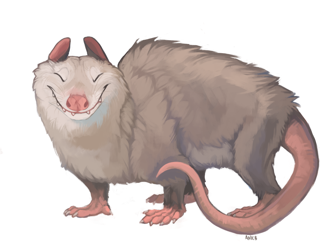 Opossum - Fur (1200x880), Png Download
