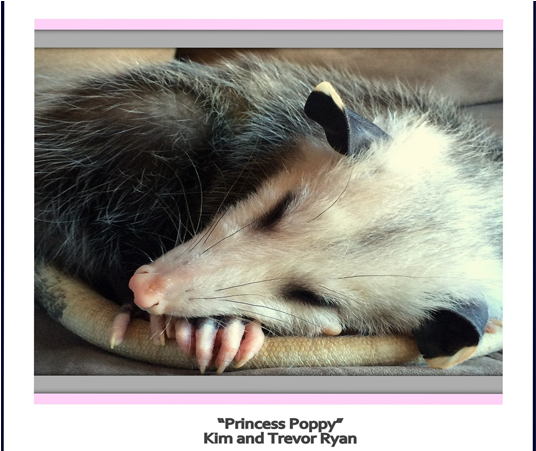 1 - Common Opossum (1140x450), Png Download