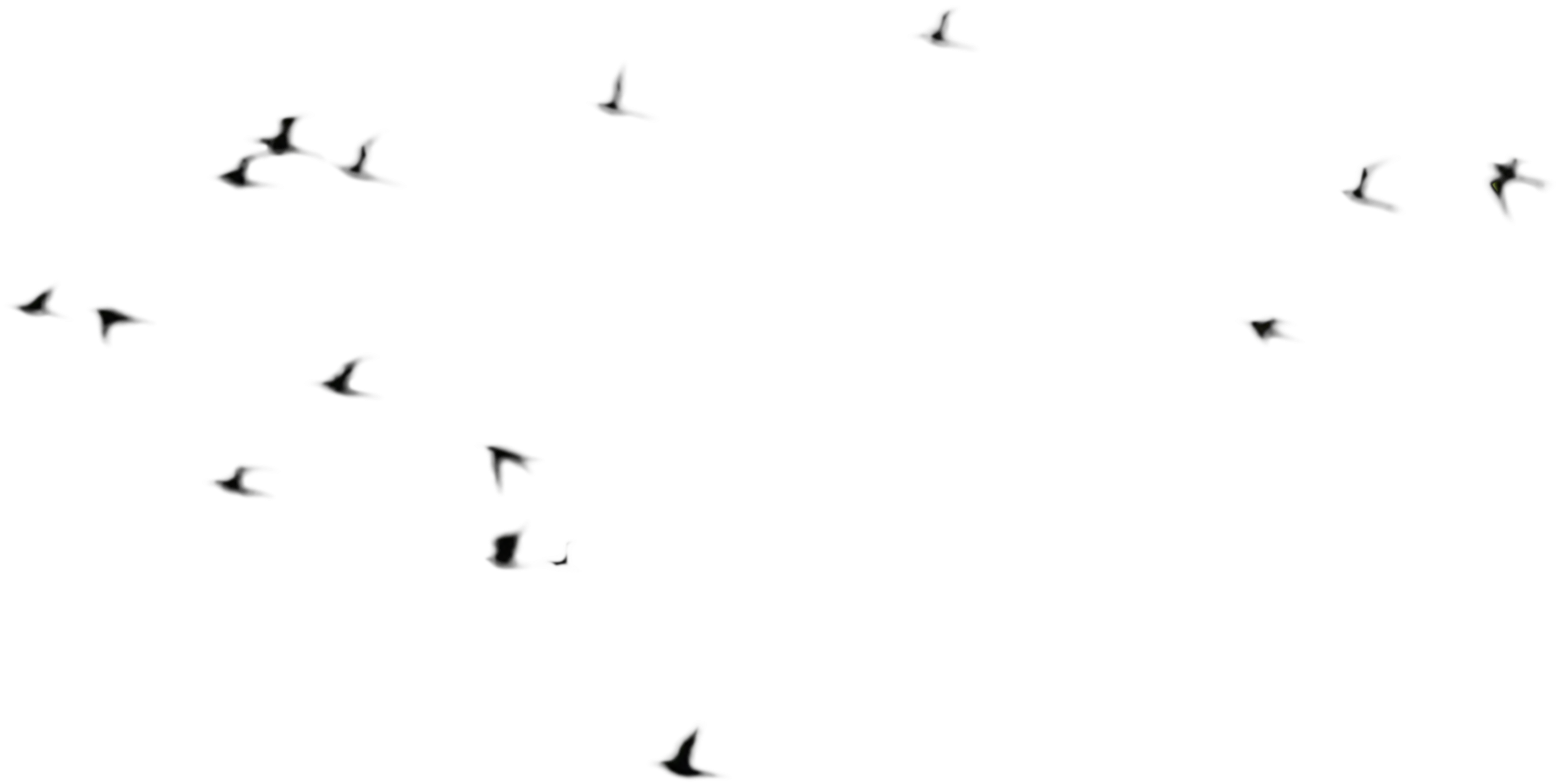 Birds And Animals By Annamae22 On Clipart Library - Flock Of Birds Psd (6494x4531), Png Download