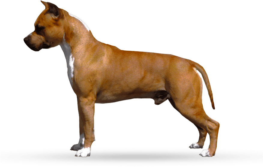 Parastone's Call Me Mon Cheri - American Staffordshire Terrier (875x570), Png Download