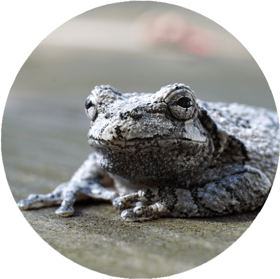 Gray Treefrog (600x600), Png Download