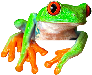 Ayahuasca Retreats Sapo - Cafepress Red Eyed Treefrog From Square Car Magnet (420x300), Png Download