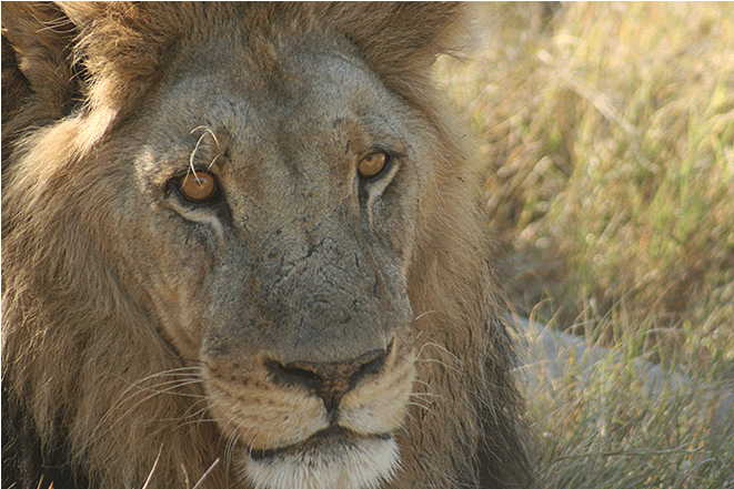 African Lion - Lion (873x440), Png Download