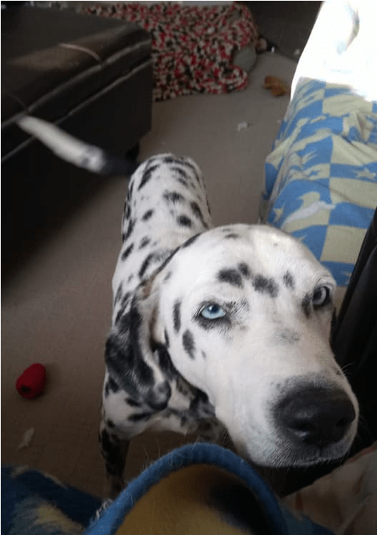 Adult Rate - Animal Rescue Group (800x750), Png Download