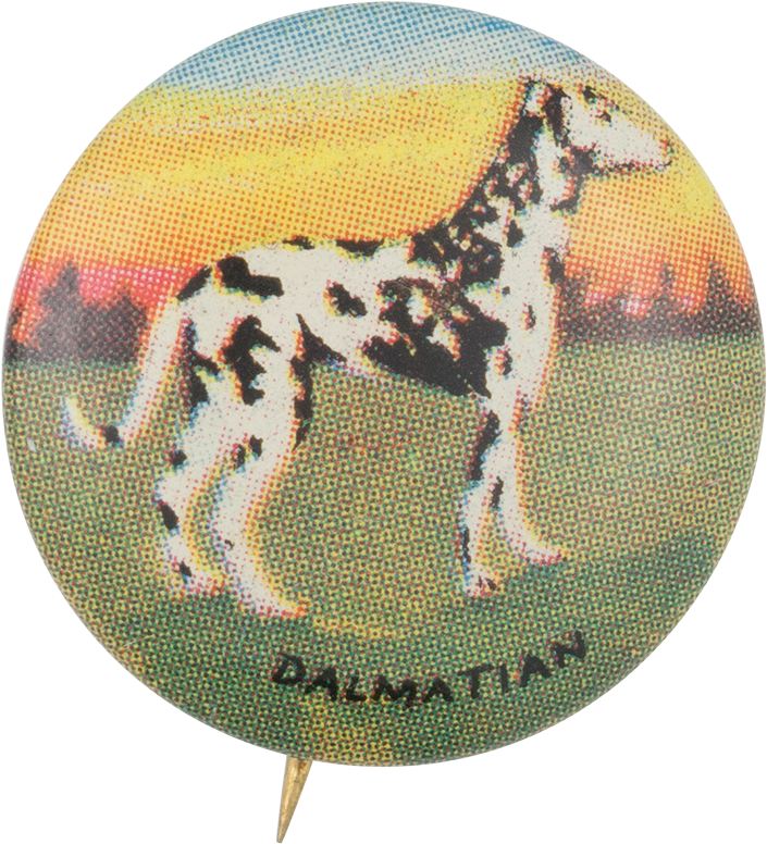Dalmatian - Museum (1000x890), Png Download