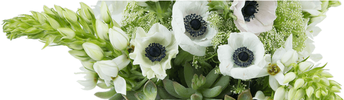 Vanilla Sky - African Daisy (736x200), Png Download